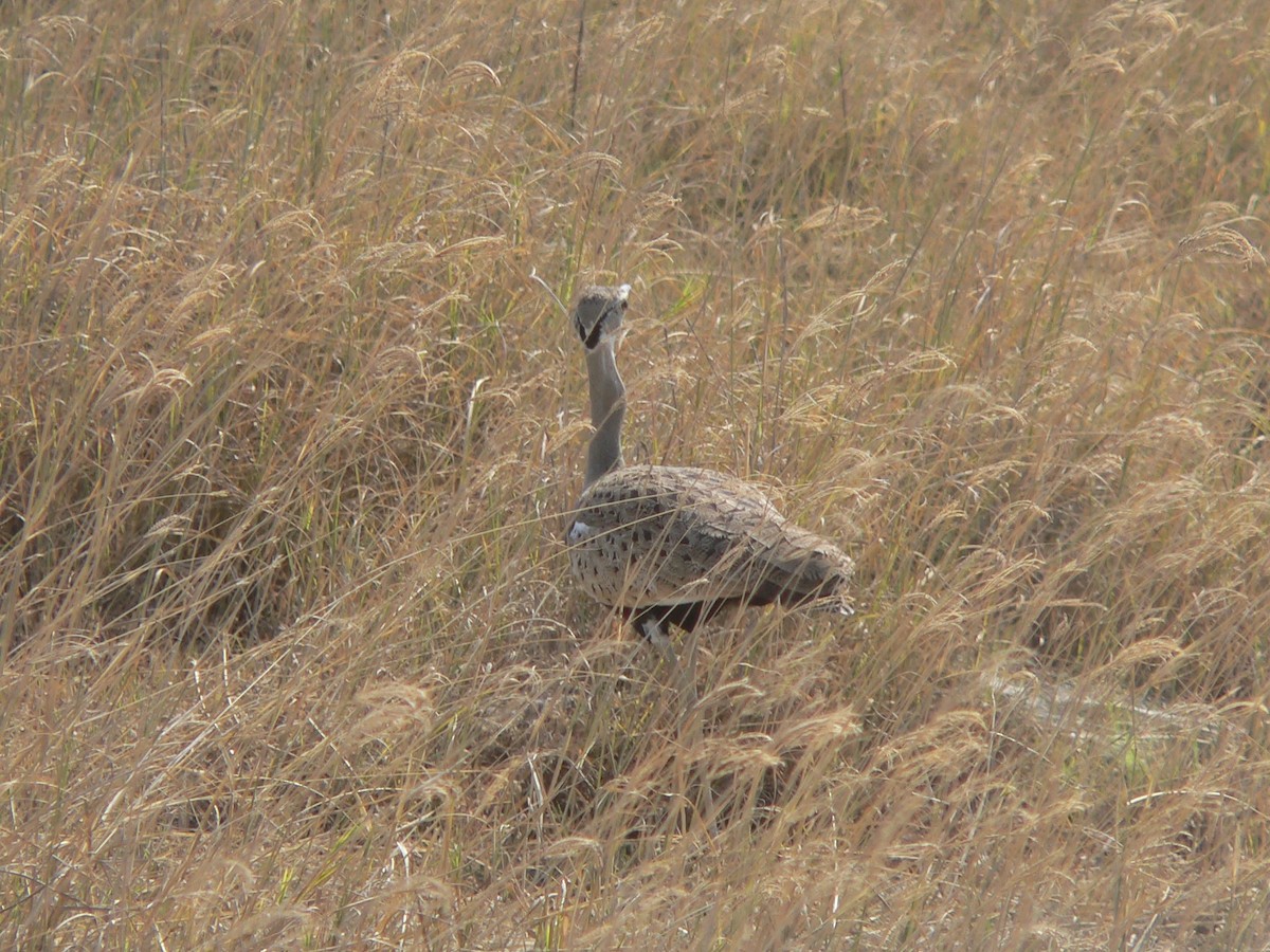 Hartlaub's Bustard - ML140034911