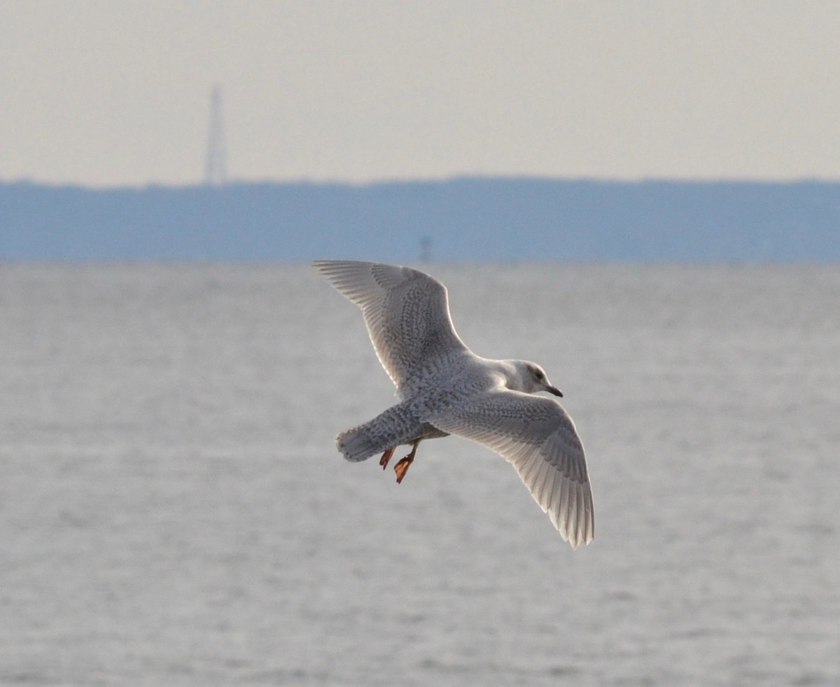 Iceland Gull - ML140035351