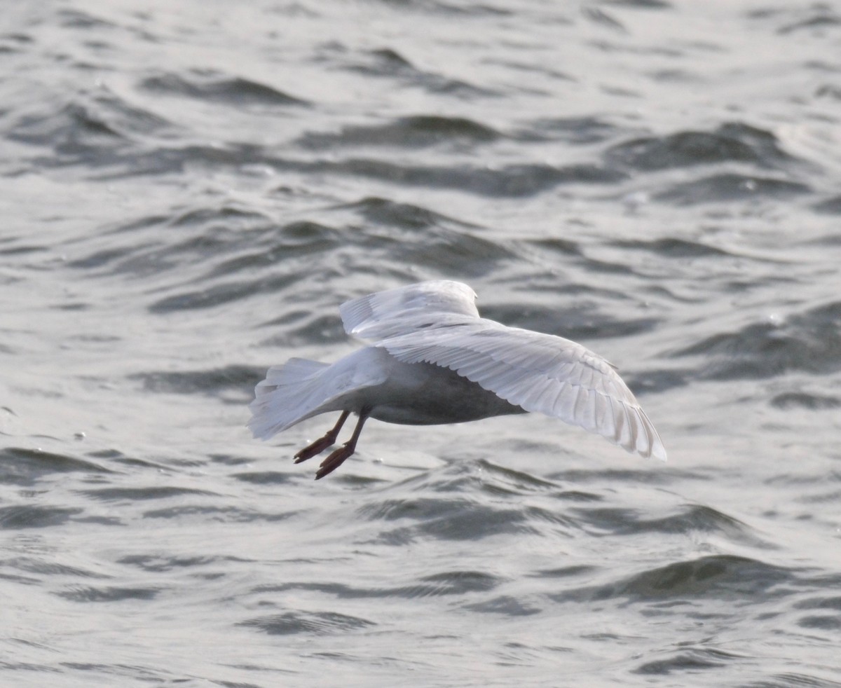 Iceland Gull - ML140035401