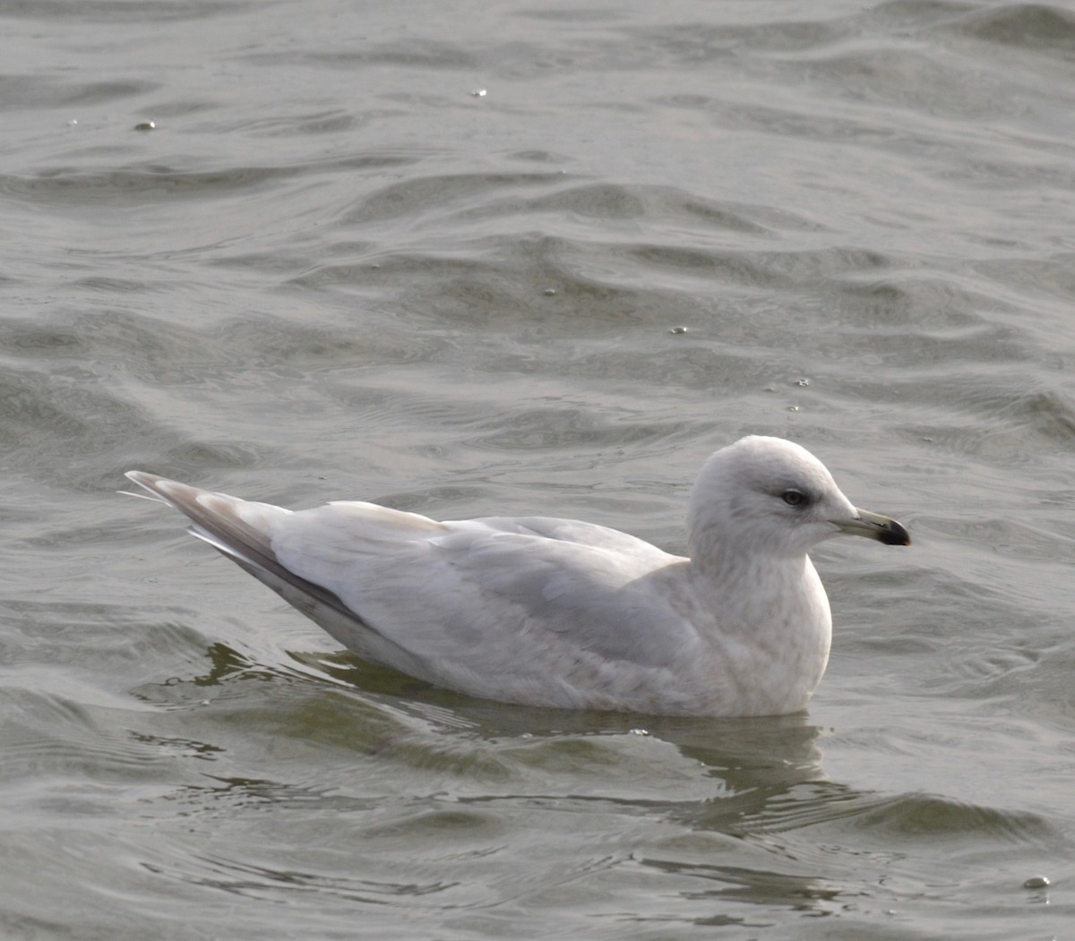 Goéland arctique - ML140035431