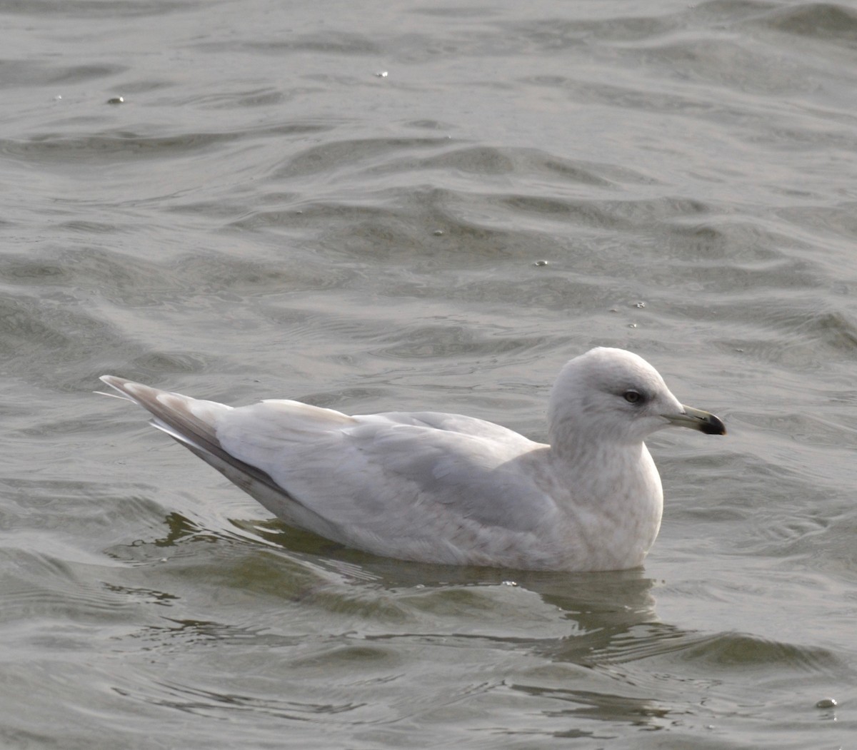 Iceland Gull - ML140035431