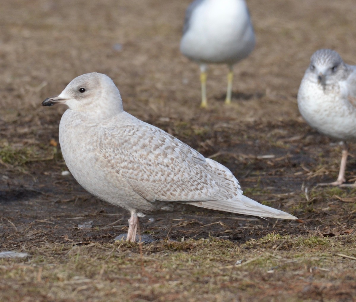 Goéland arctique - ML140035501