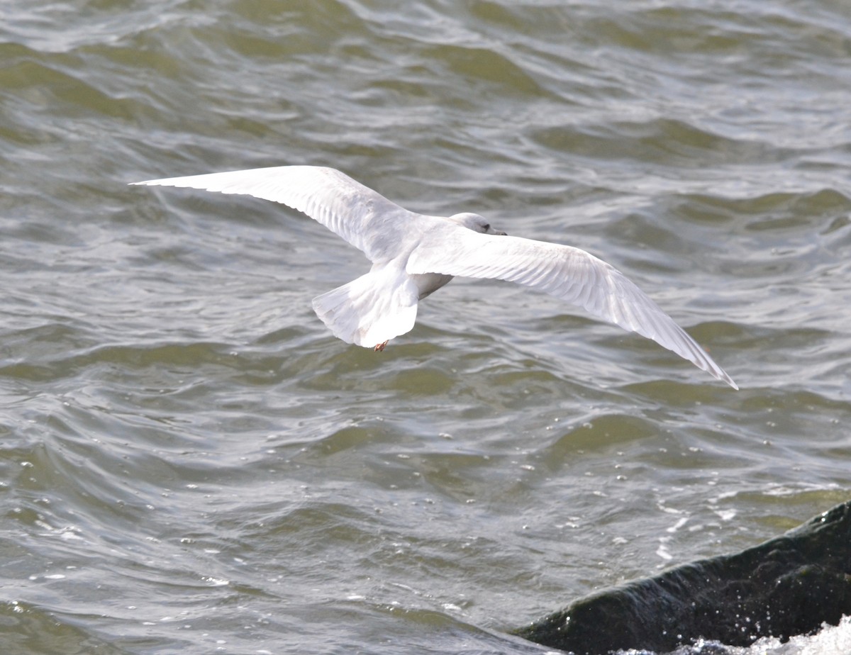 Iceland Gull - ML140035631