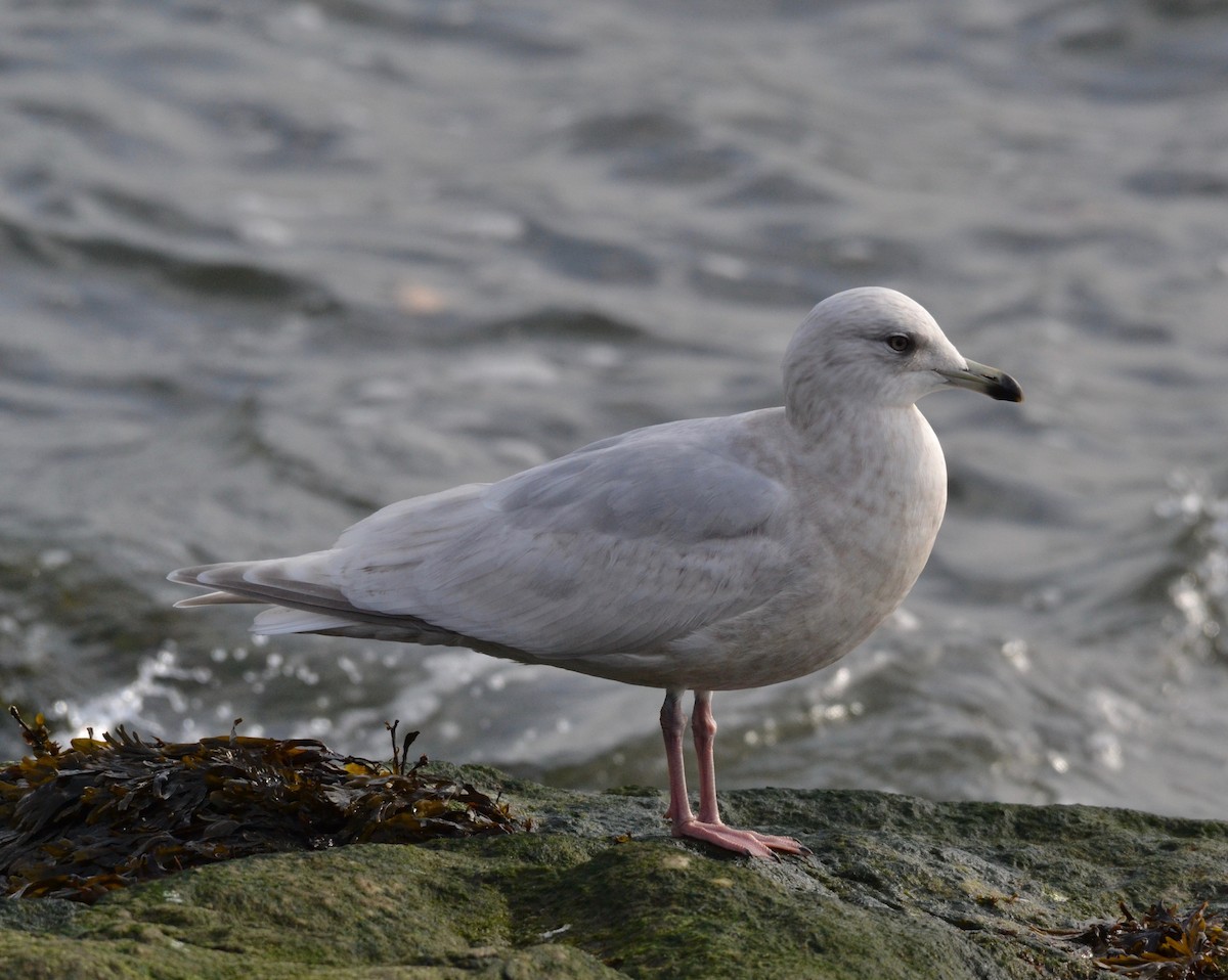 Iceland Gull - ML140035691