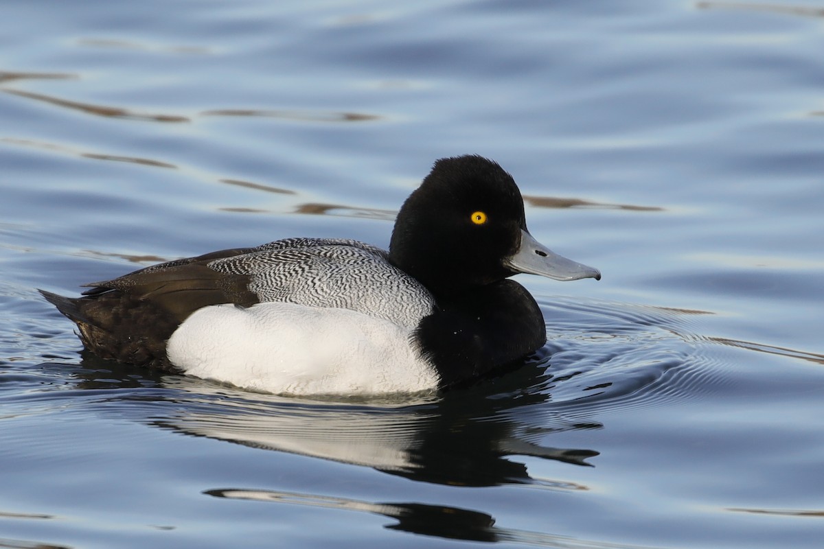 Lesser Scaup - ML140040111