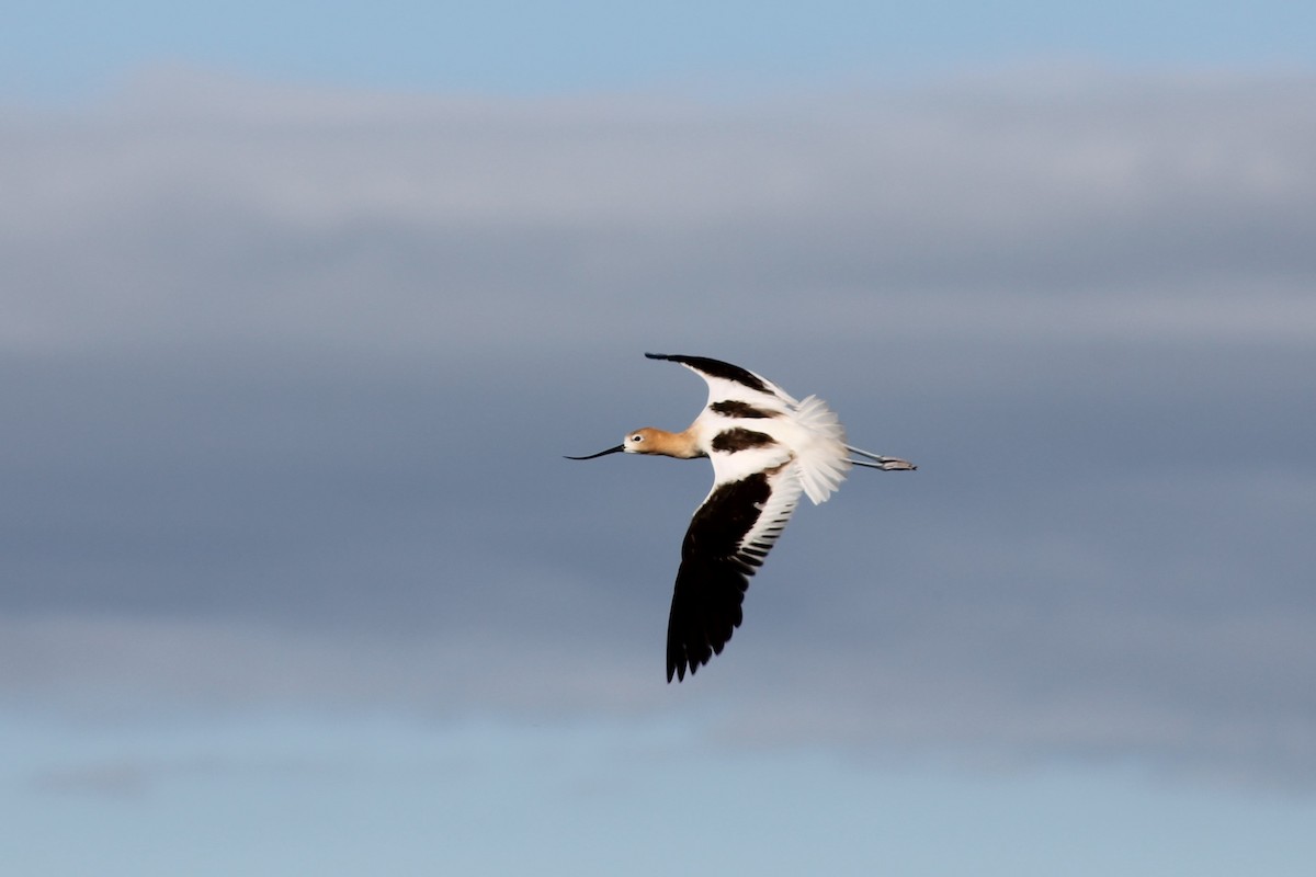 Avocette d'Amérique - ML140040181