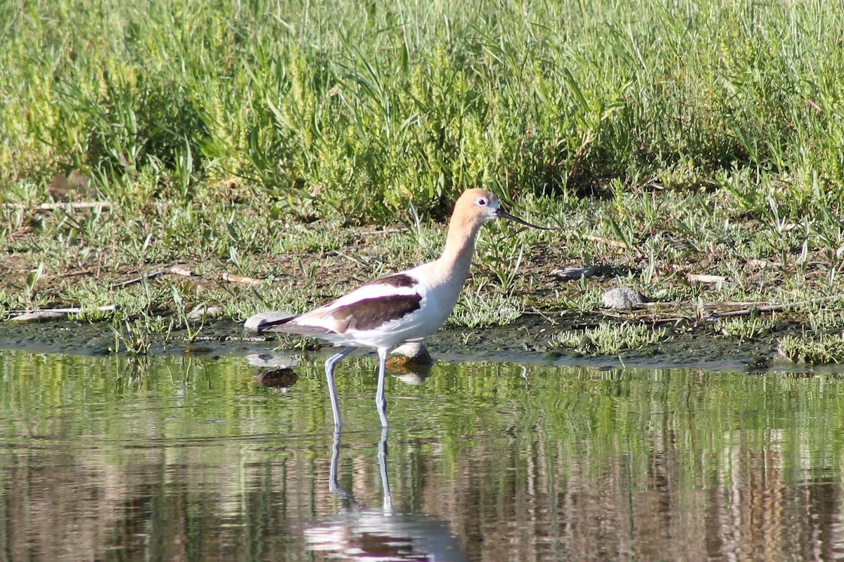 American Avocet - ML140040211