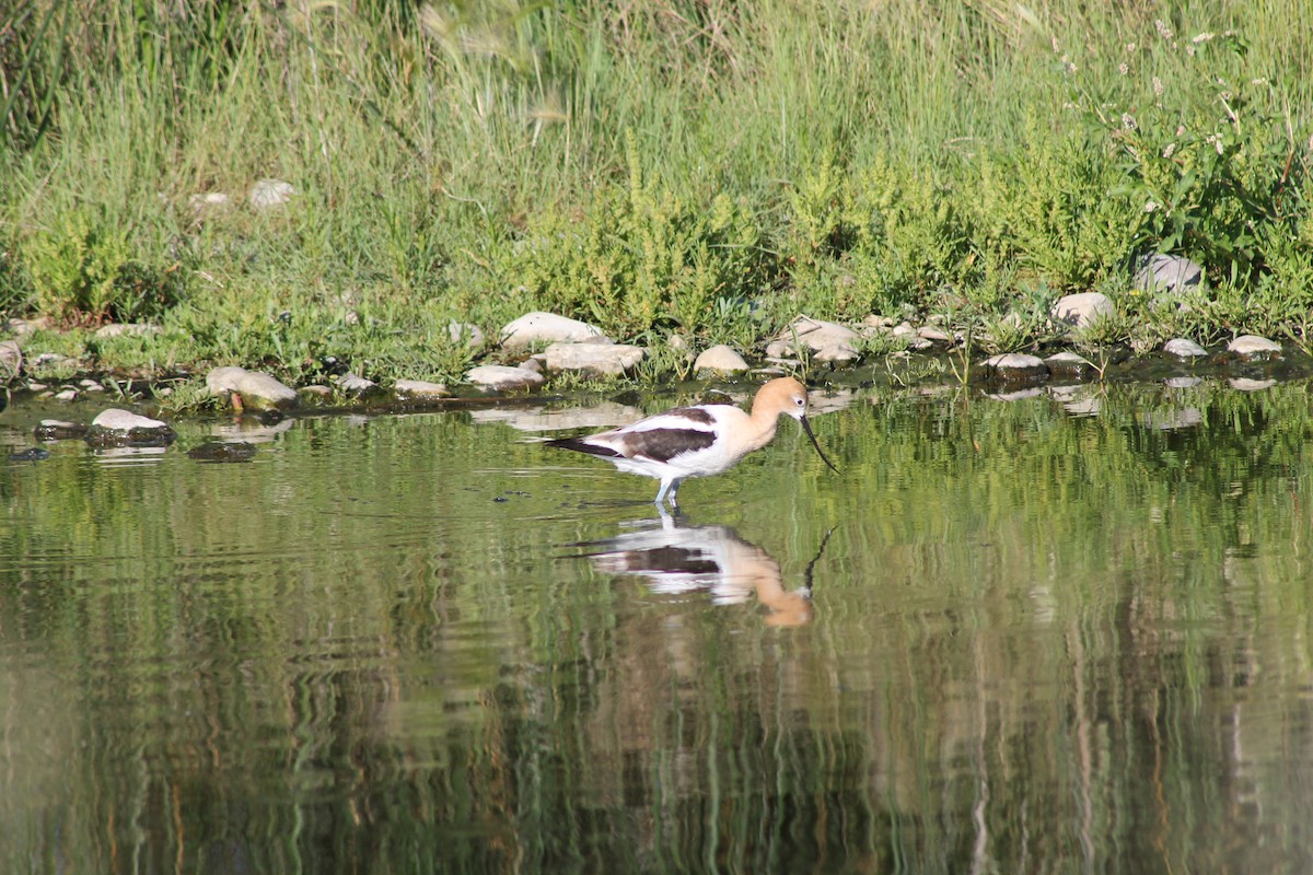 Avocette d'Amérique - ML140040451