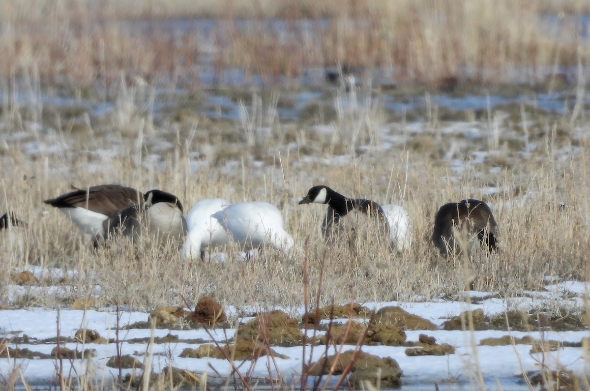 Snow Goose - ML140040521