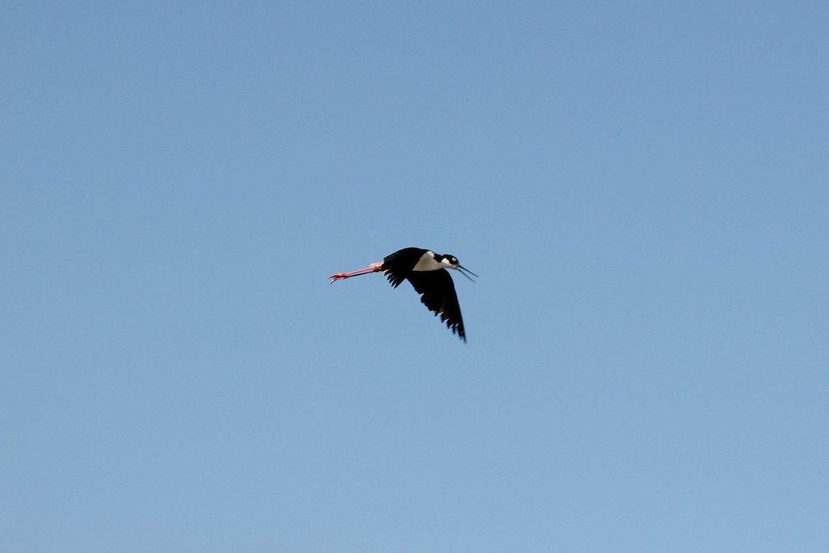 Black-necked Stilt - ML140040571