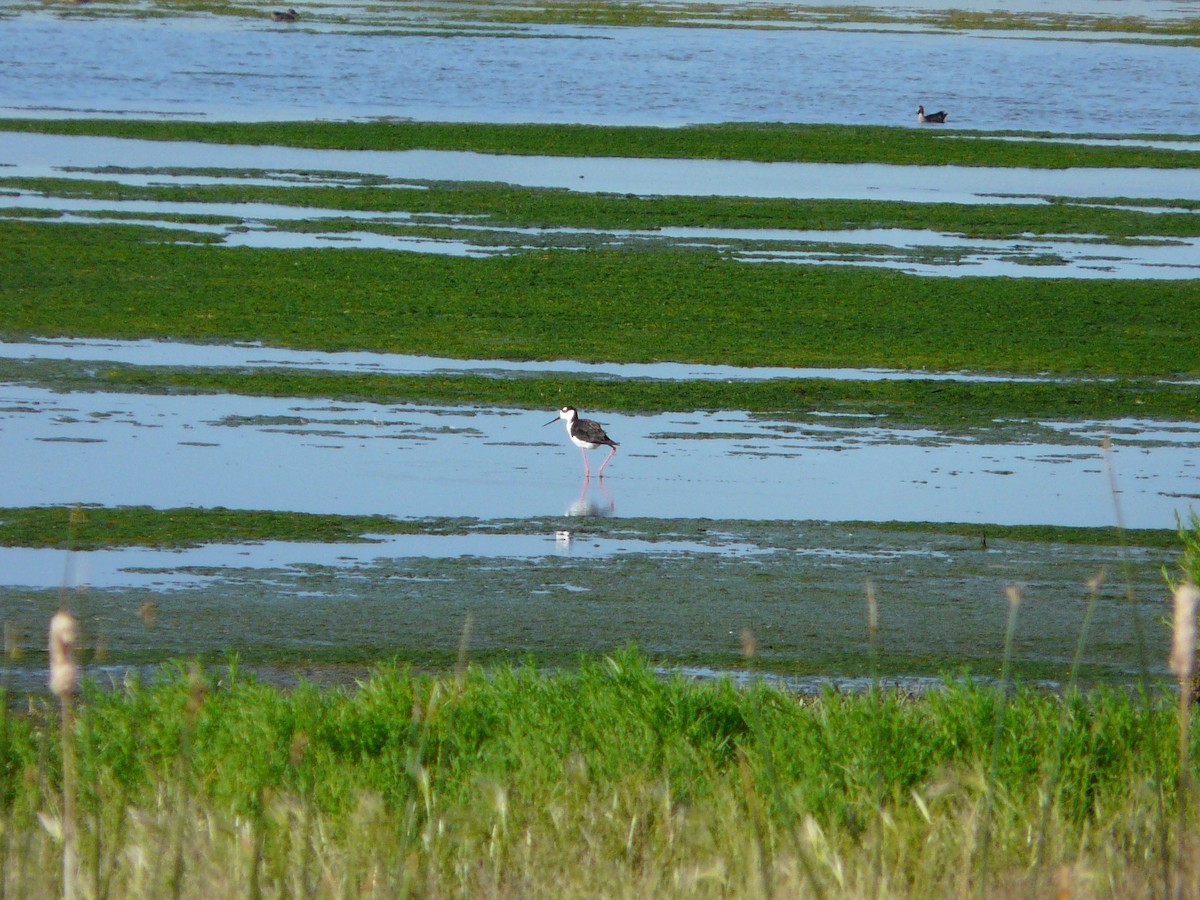 Black-necked Stilt - ML140040621