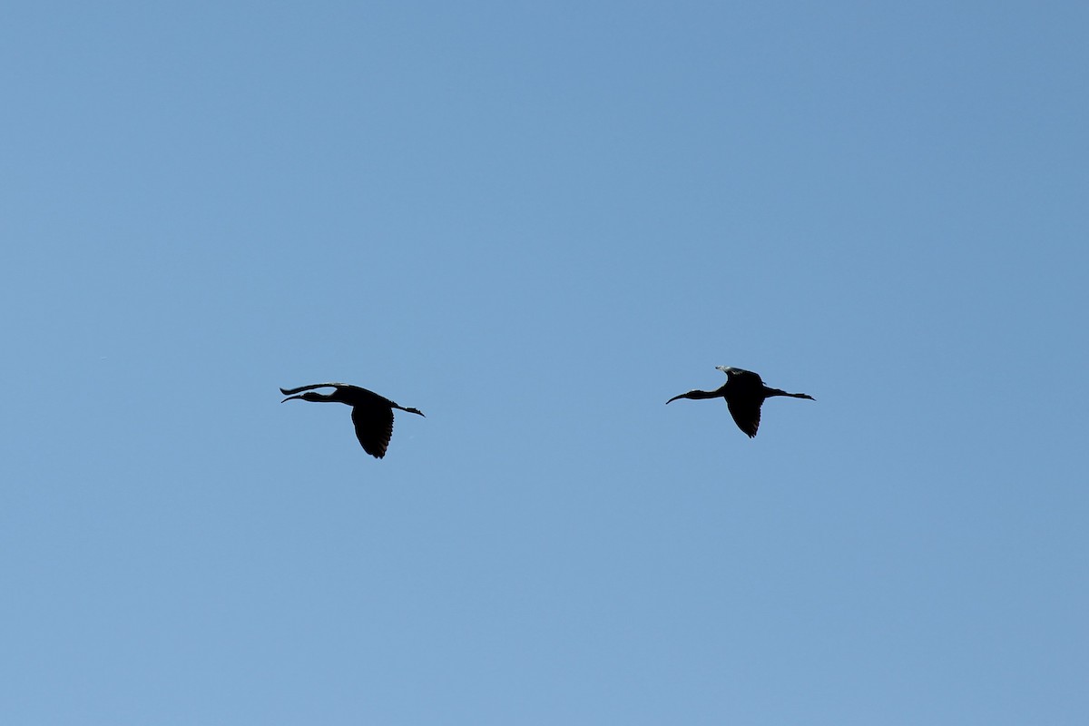 Ibis à face blanche - ML140041461