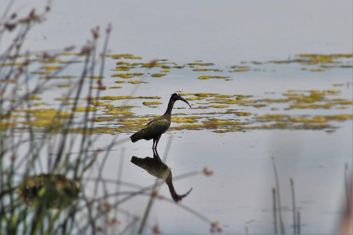 White-faced Ibis - ML140041471