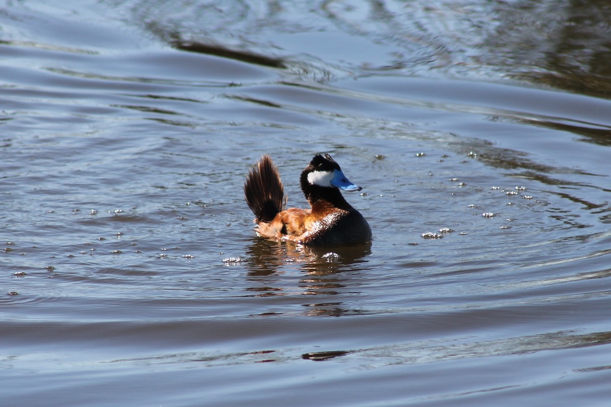 Ruddy Duck - ML140041781