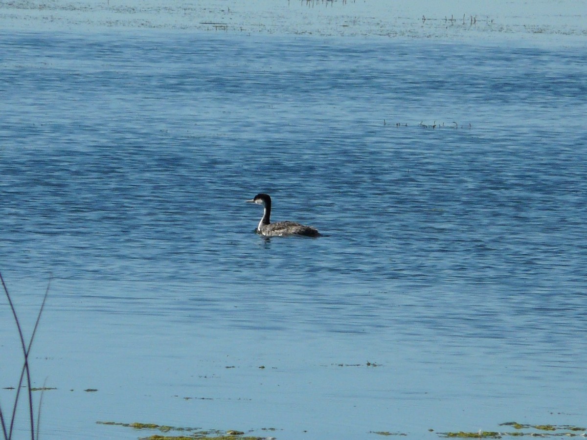 Western Grebe - ML140042121