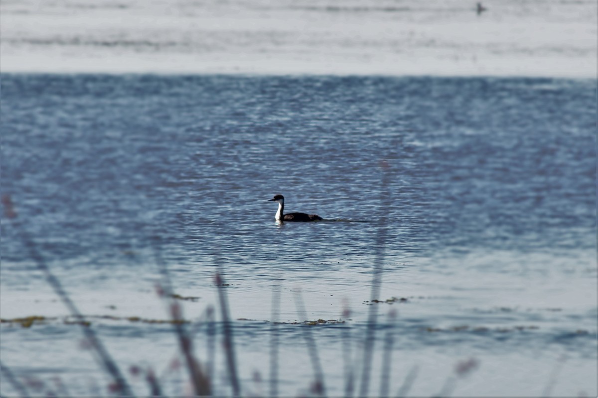 Western Grebe - ML140042131