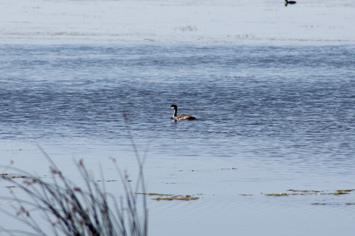 Western Grebe - ML140042141