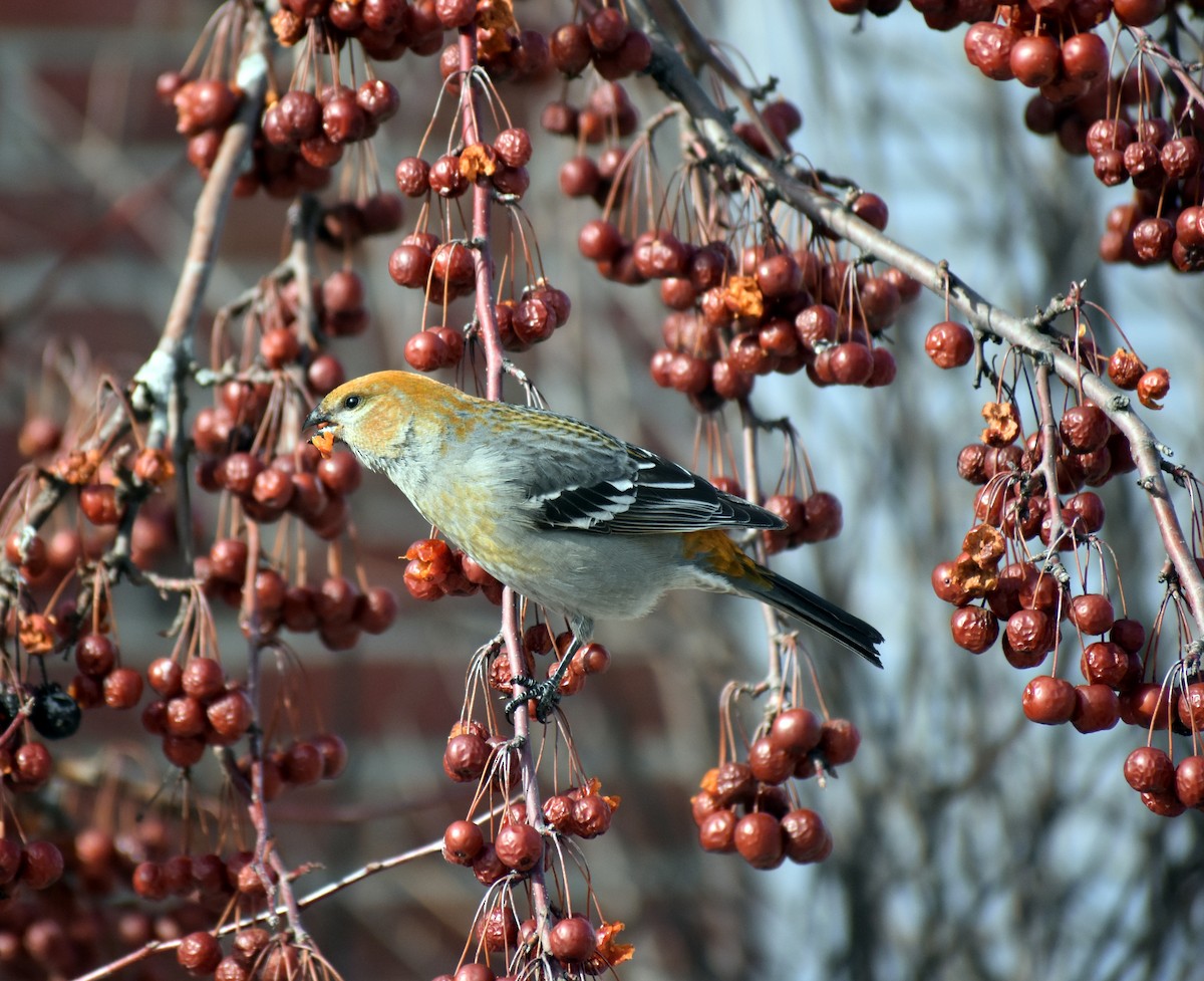 Pine Grosbeak - Angela Neilson