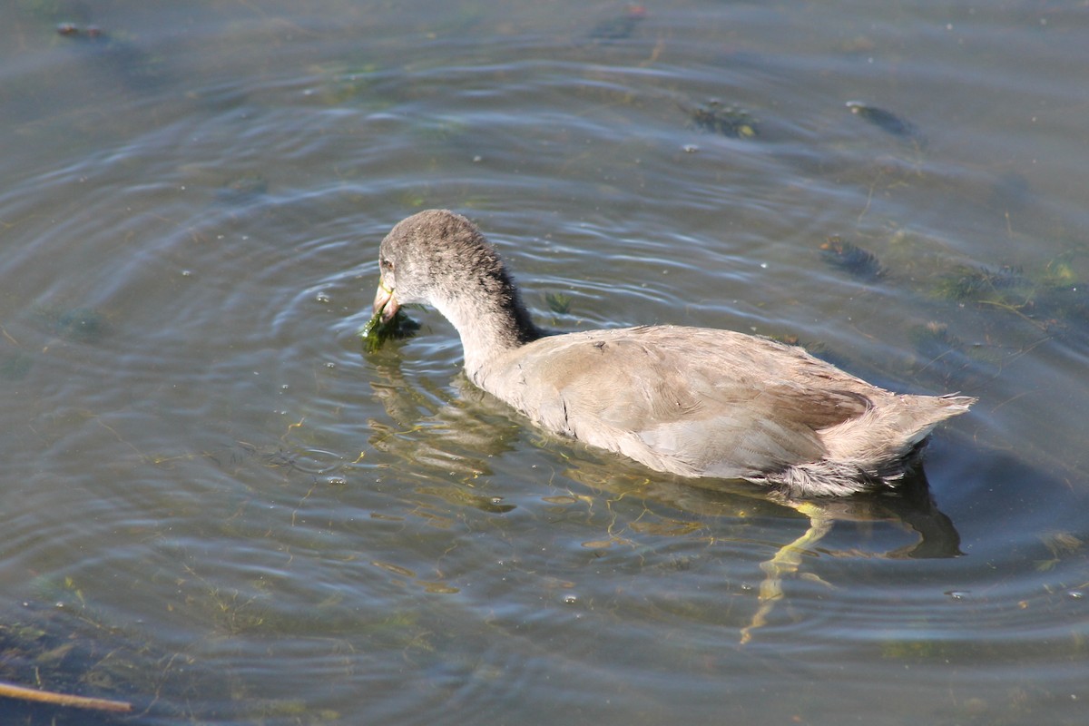 American Coot - Kayla Kraft