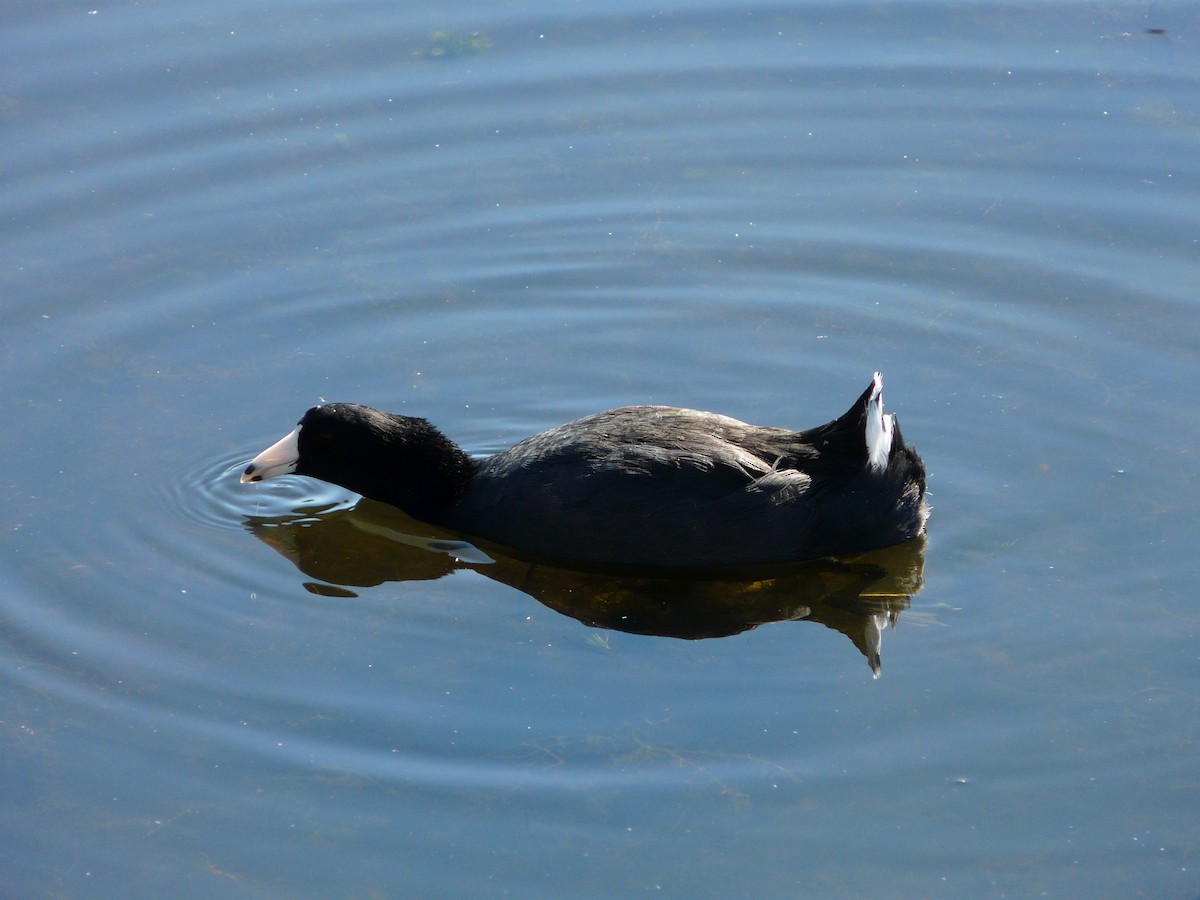 American Coot - Kayla Kraft