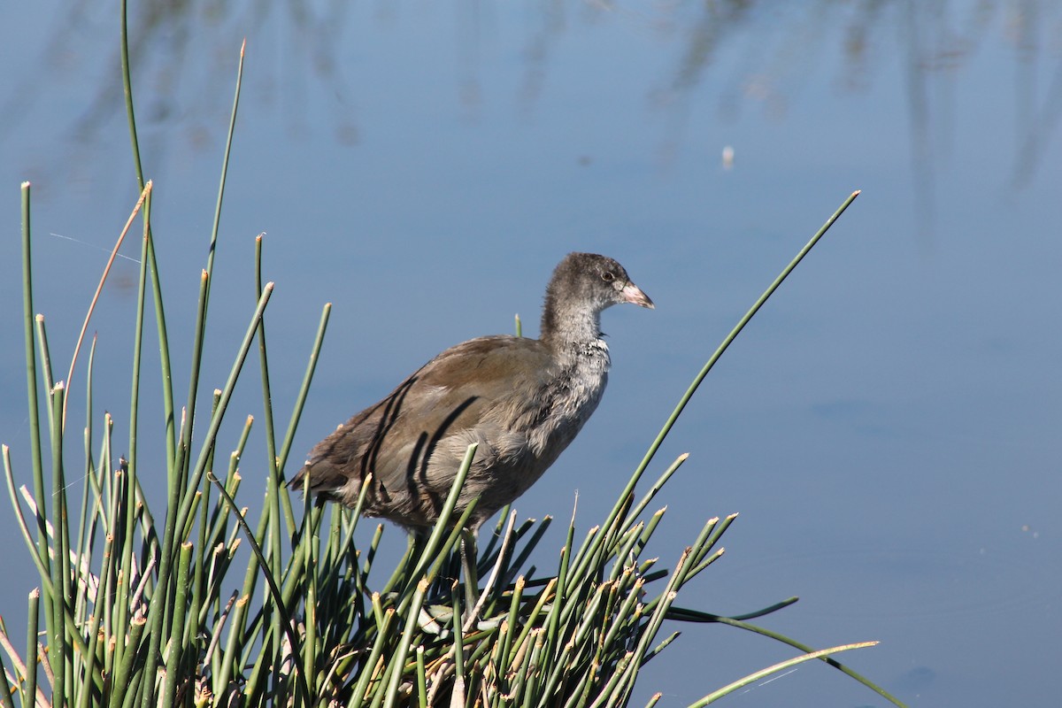 American Coot - ML140042991