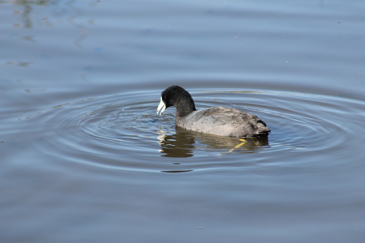 American Coot - ML140043001