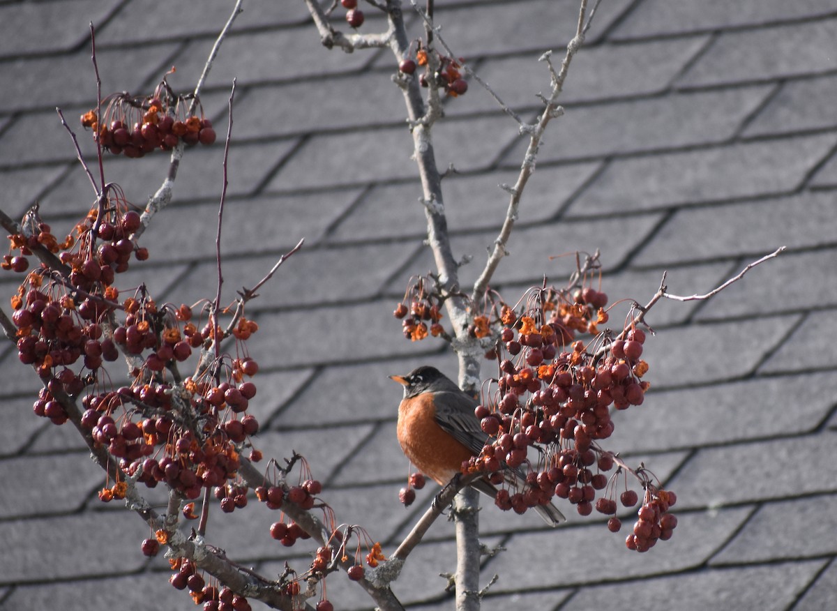 American Robin - ML140043111