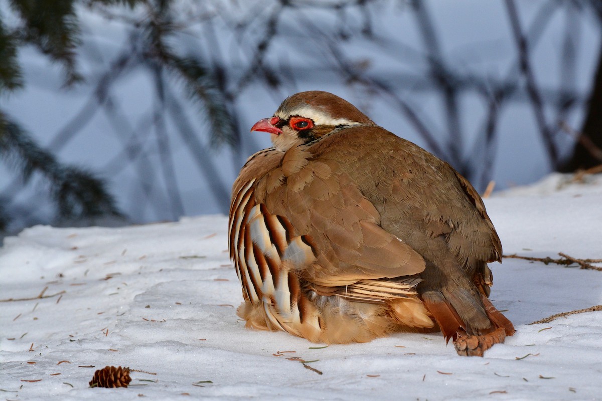 Red-legged Partridge - Monica Siebert