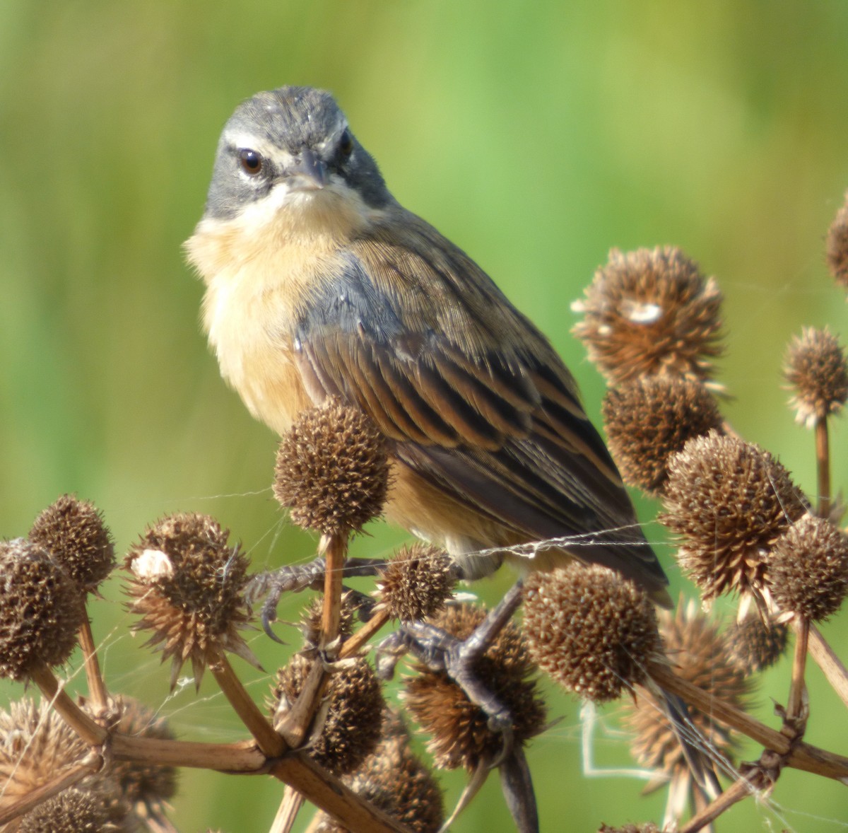 Long-tailed Reed Finch - Gaspar Borra