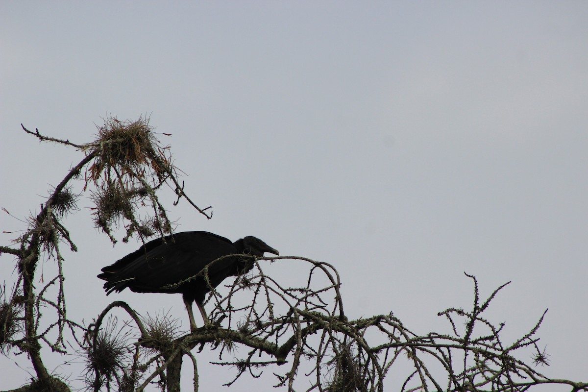 Black Vulture - ML140047401