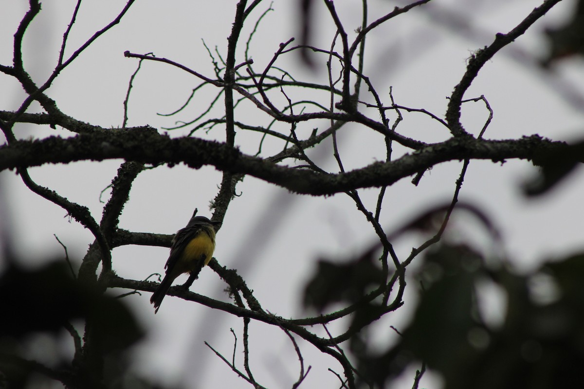Tropical Kingbird - ML140047491