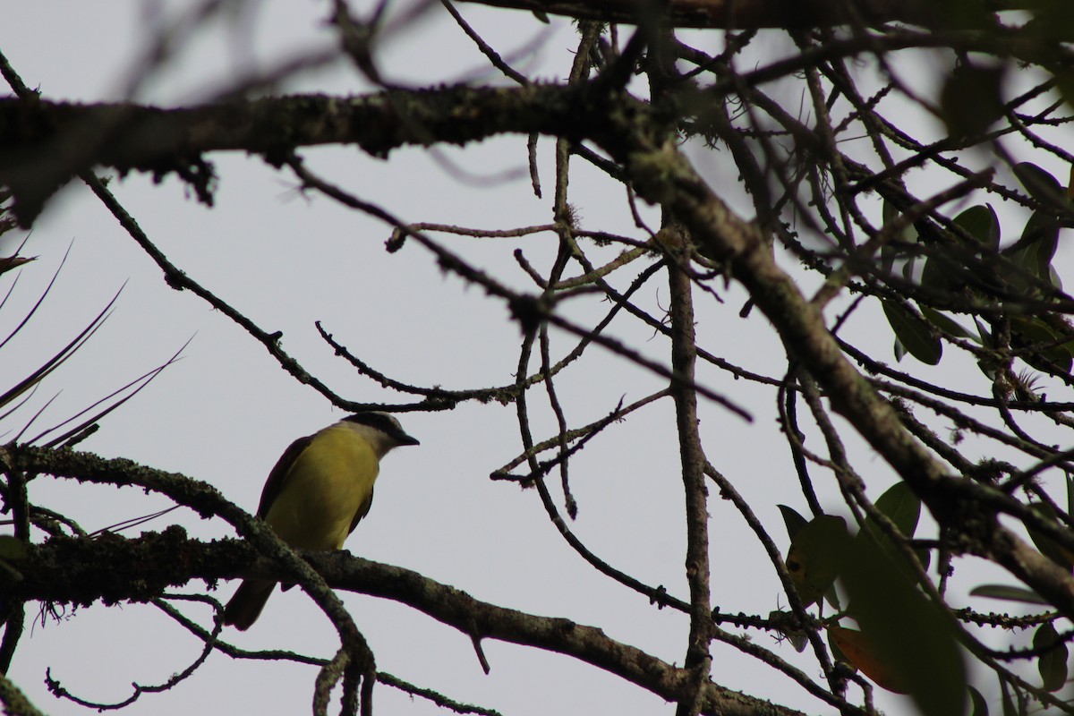 Great Kiskadee - ML140047521