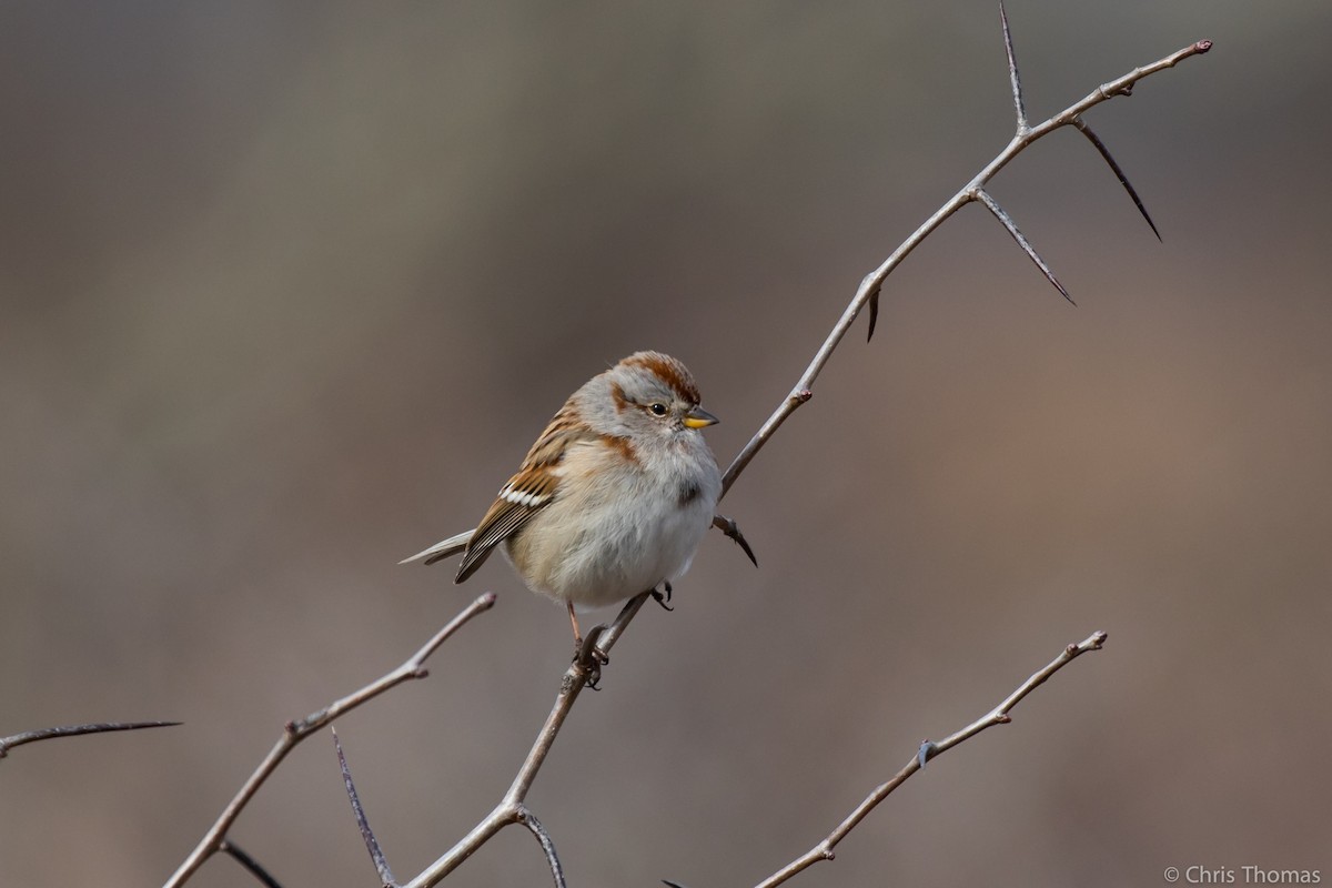 American Tree Sparrow - ML140048481