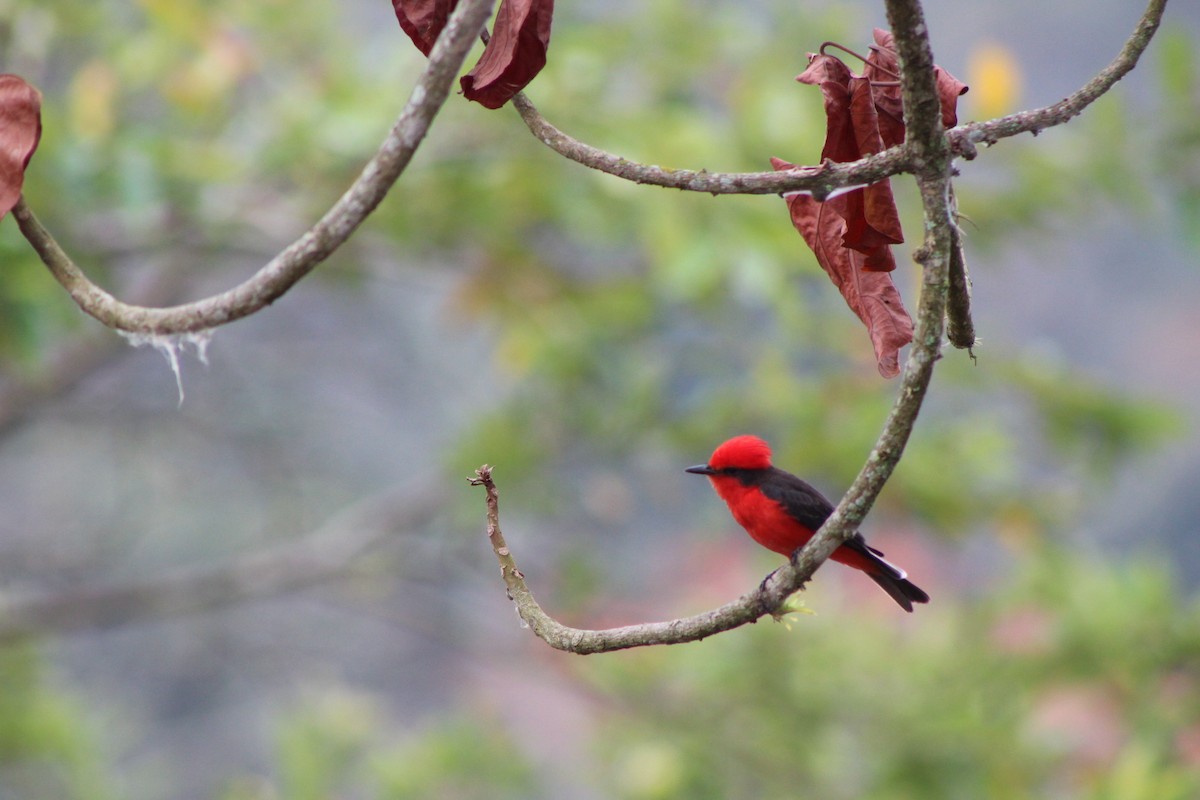 Vermilion Flycatcher - ML140049301