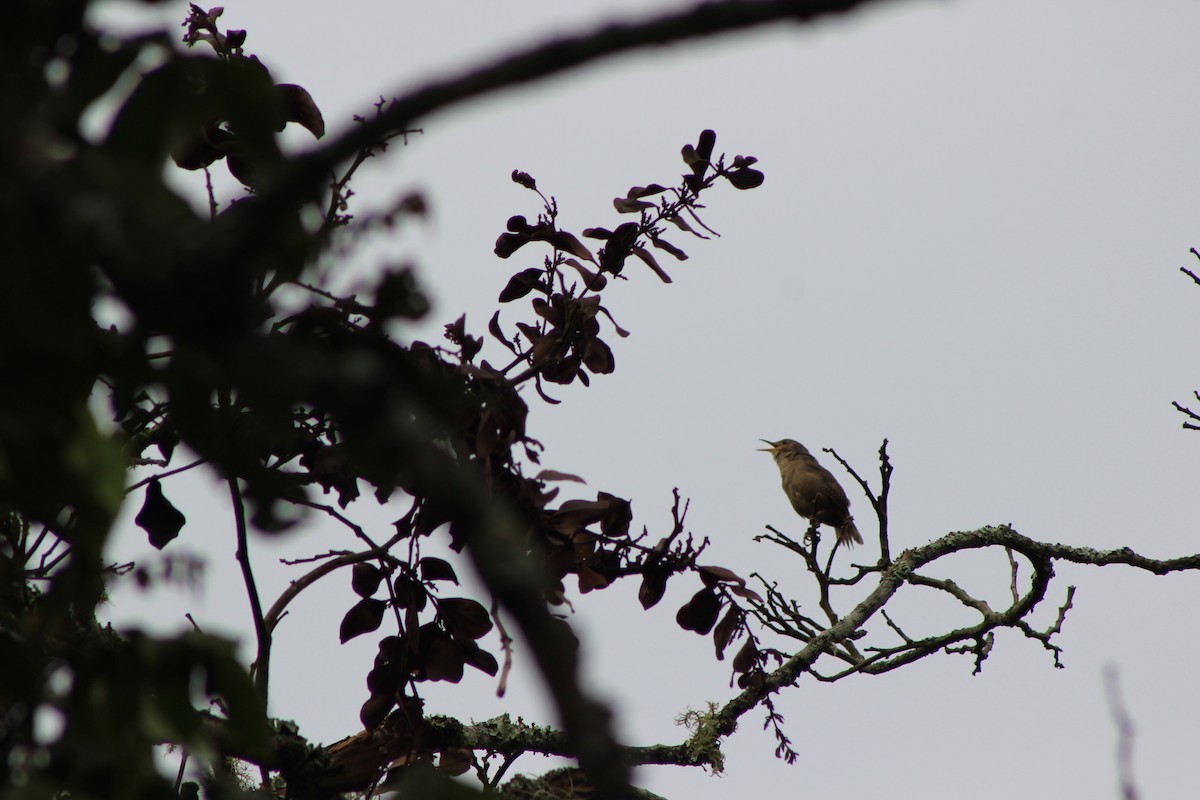 Southern House Wren - ML140049451