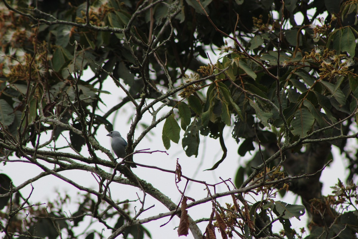 Blue-gray Tanager - ML140049461