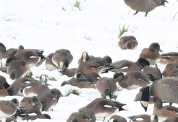 Eurasian Wigeon - ML140050441