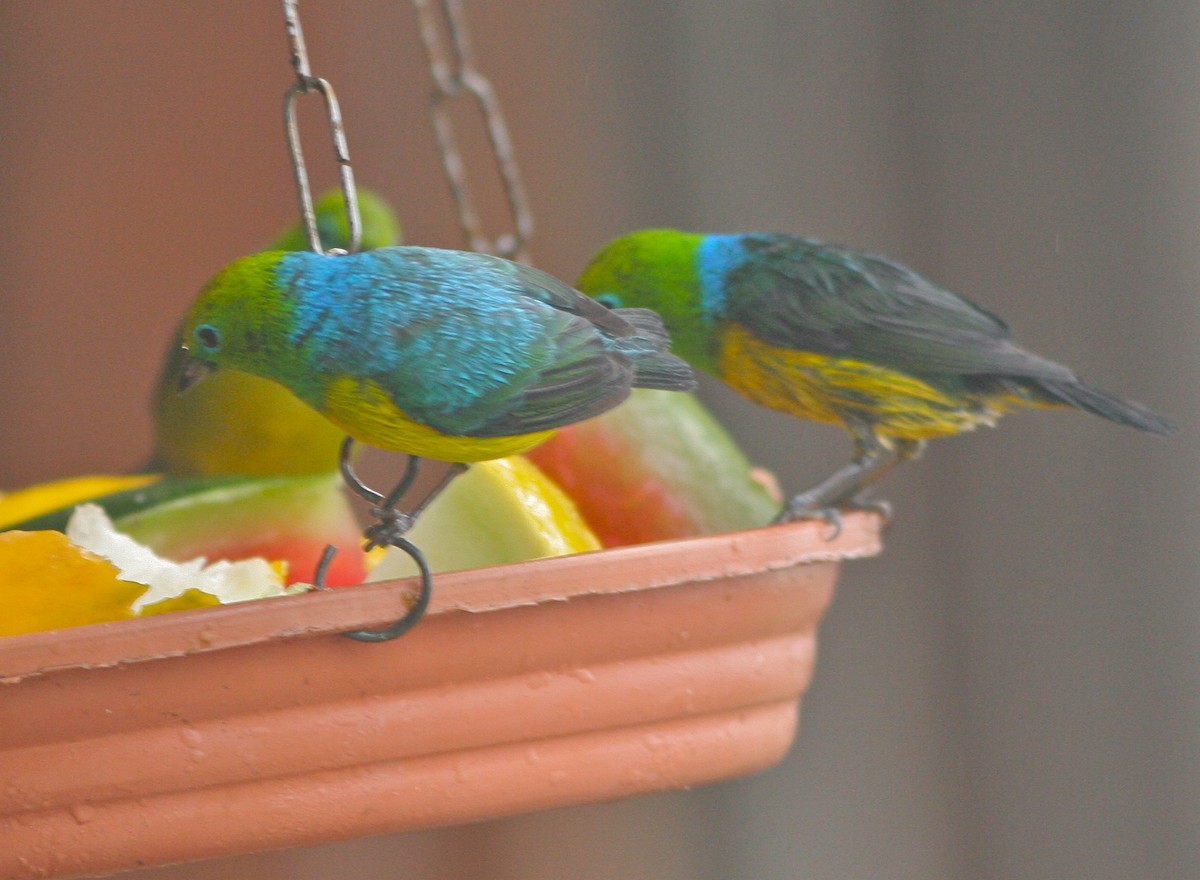 Blue-naped Chlorophonia - Don Roberson