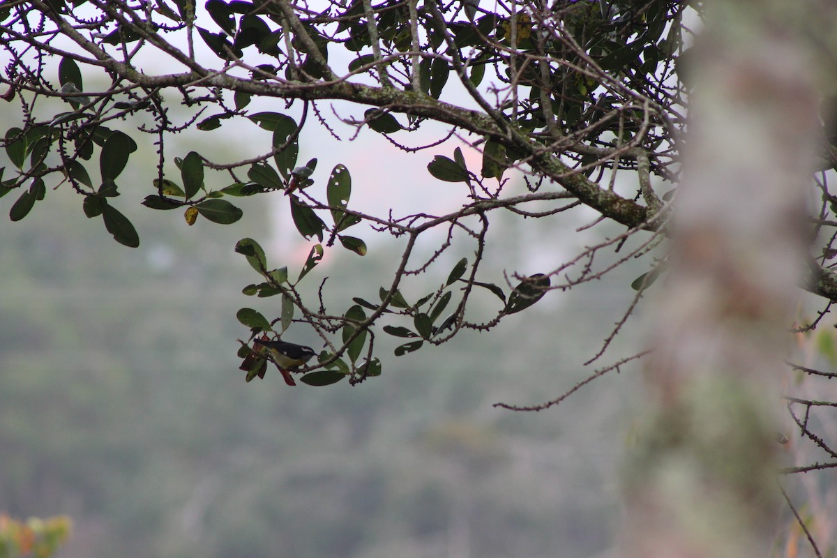 Bananaquit - ML140050921