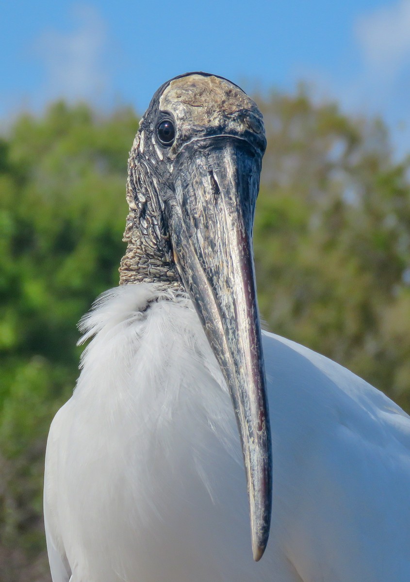 Wood Stork - ML140051761