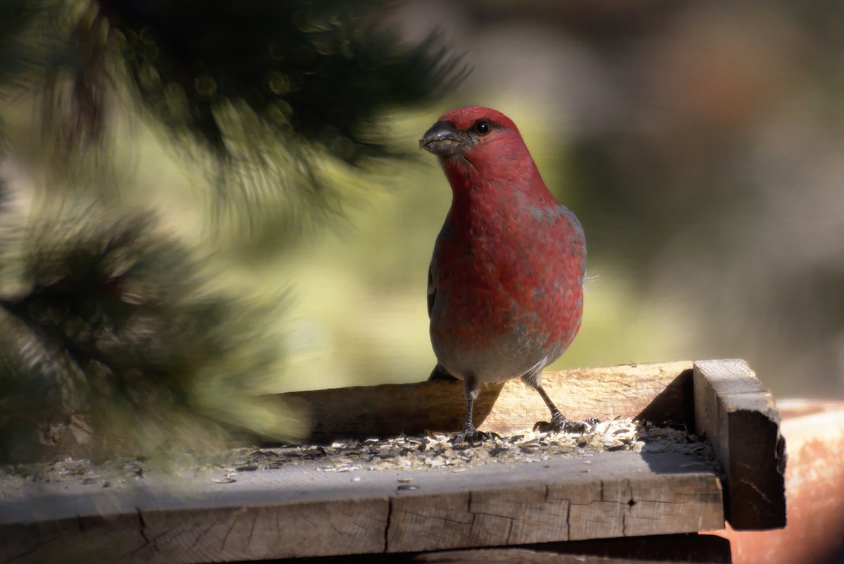 Pine Grosbeak - Richard Trinkner