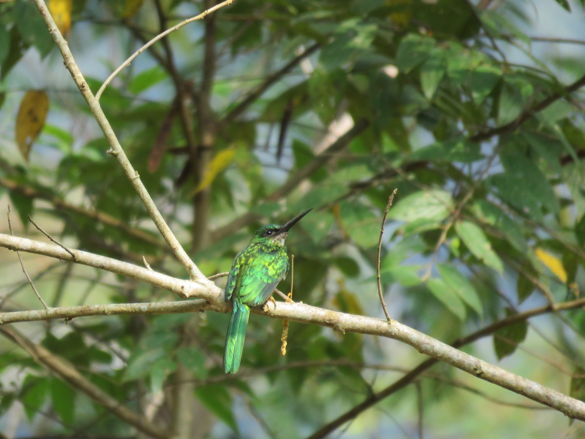 Bluish-fronted Jacamar - ML140053301