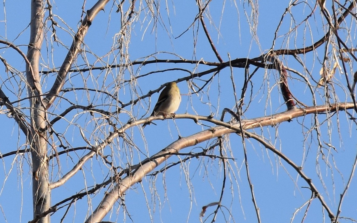 American Goldfinch - ML140053591