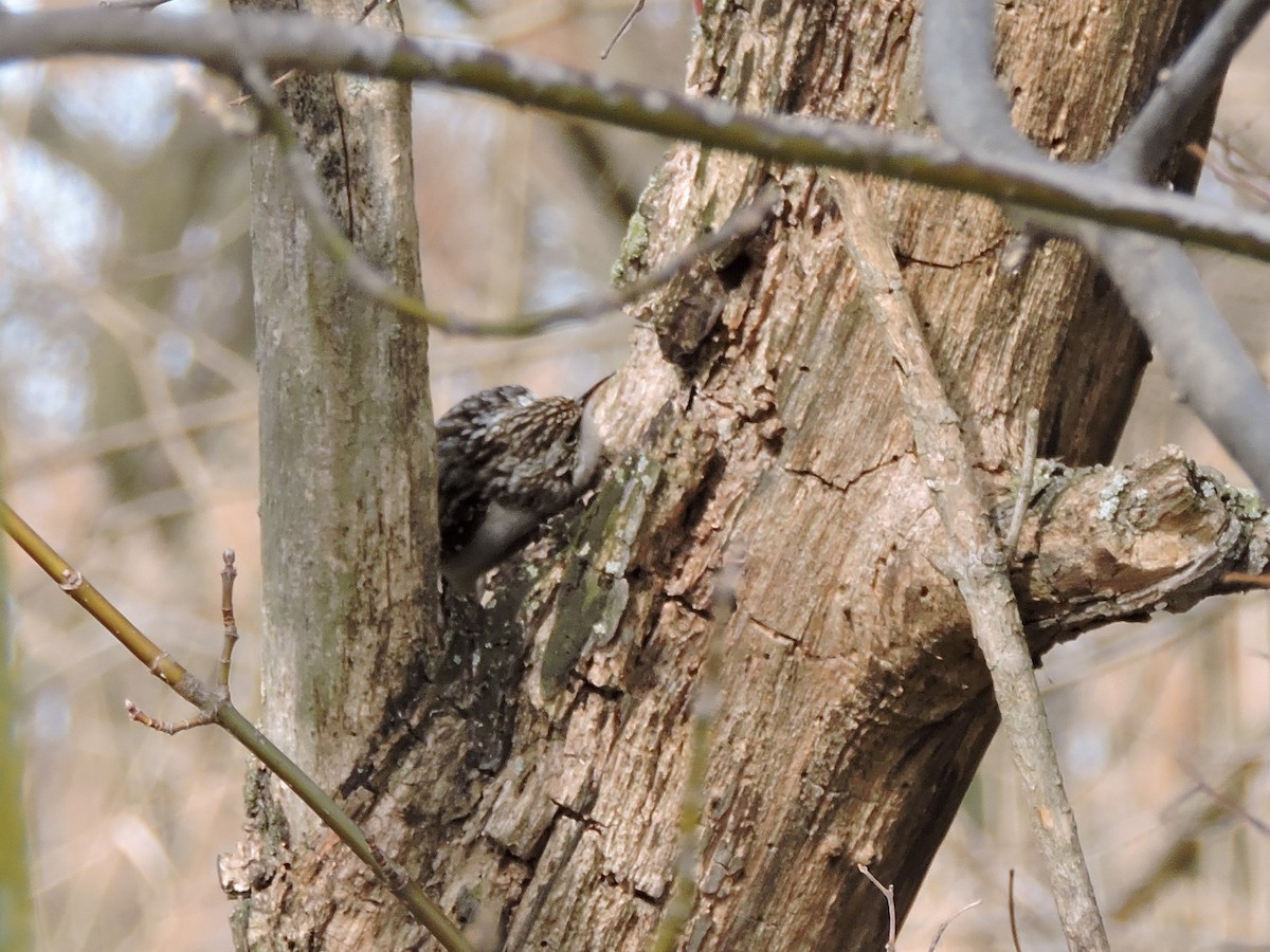 Brown Creeper - ML140054041