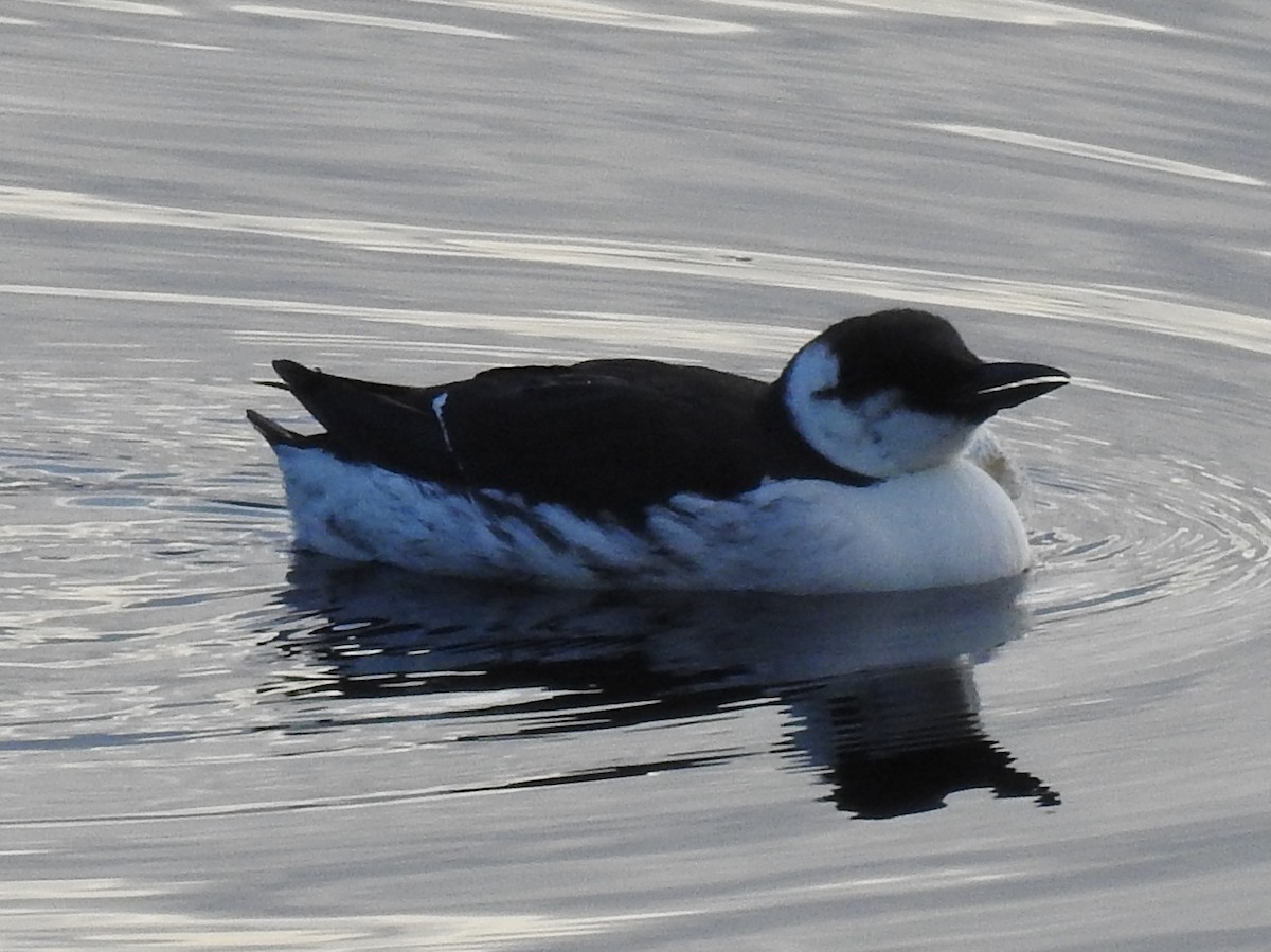 Common Murre - ML140056541