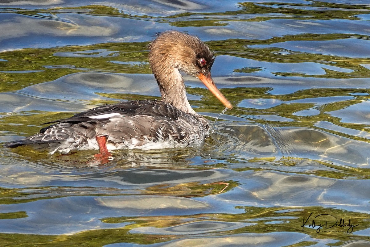 Red-breasted Merganser - Kathy Doddridge