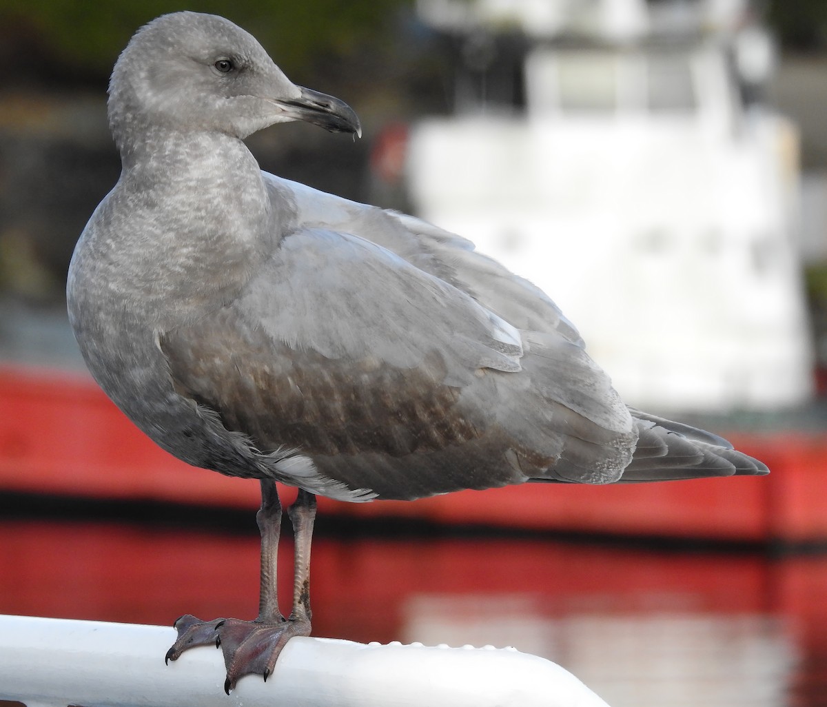 gull sp. - ML140058501