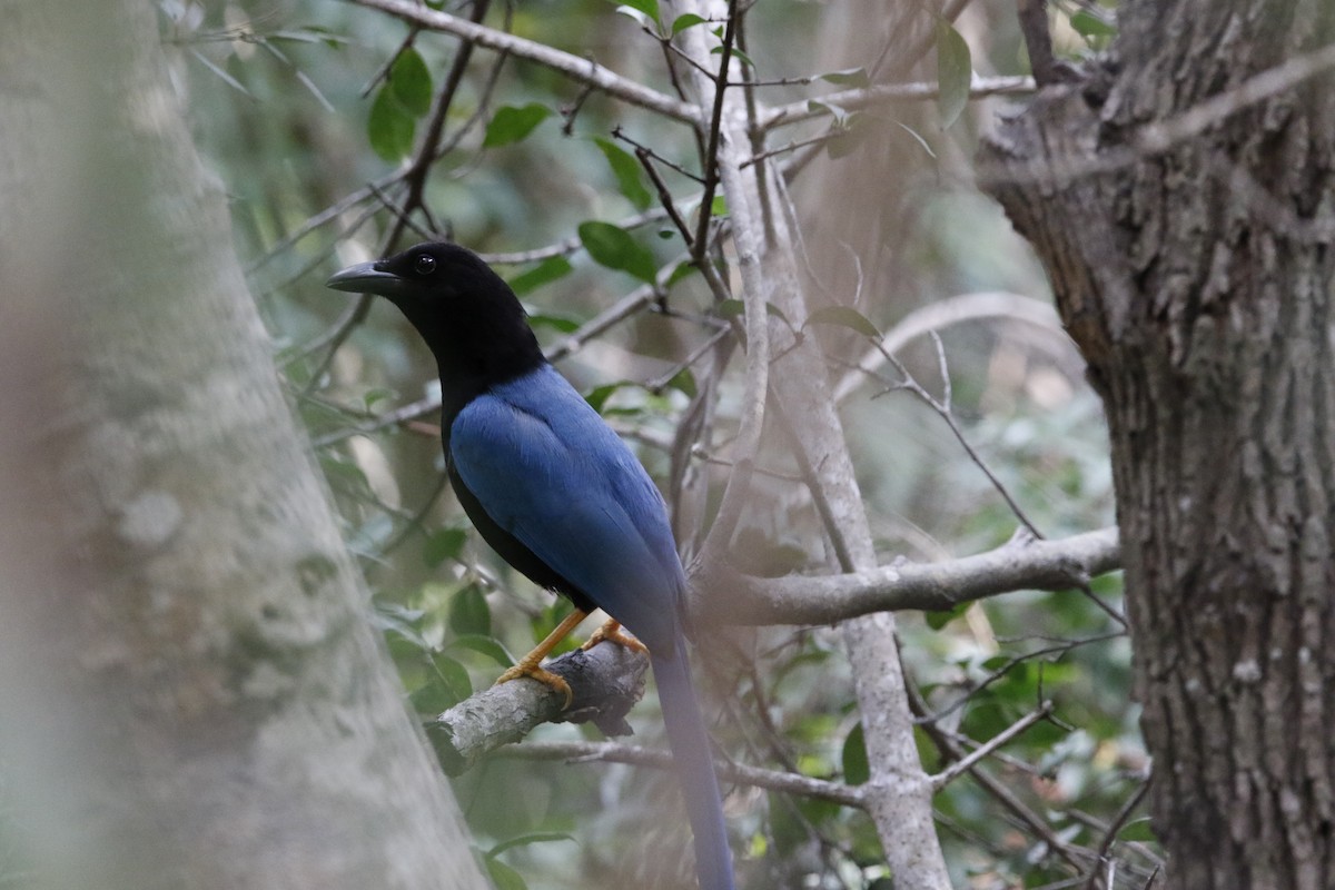 Yucatan Jay - ML140059021