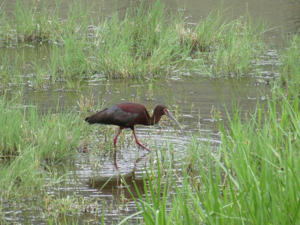 ibis americký - ML140059141