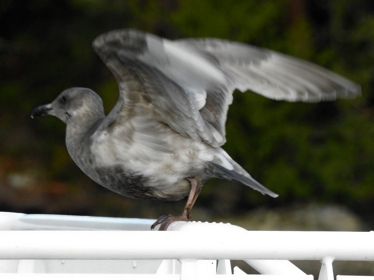 gull sp. - ML140059361